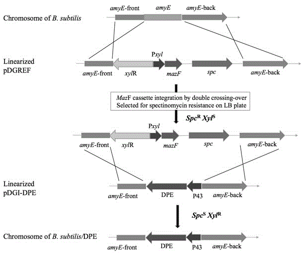 Toxalbumin MazF reverse screening-based method for building recombinant Bacillus subtilis for expression of D-psicose 3-epimerase Bacillus subtilis