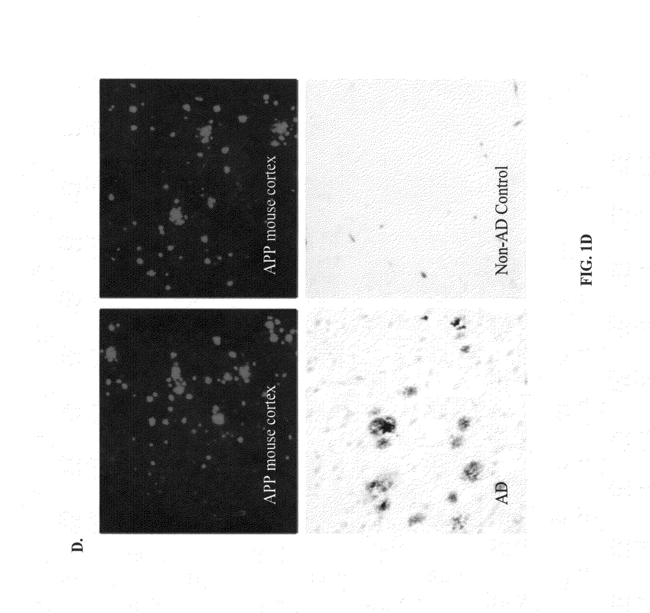 Methods for identifying safe and functional humanized antibodies