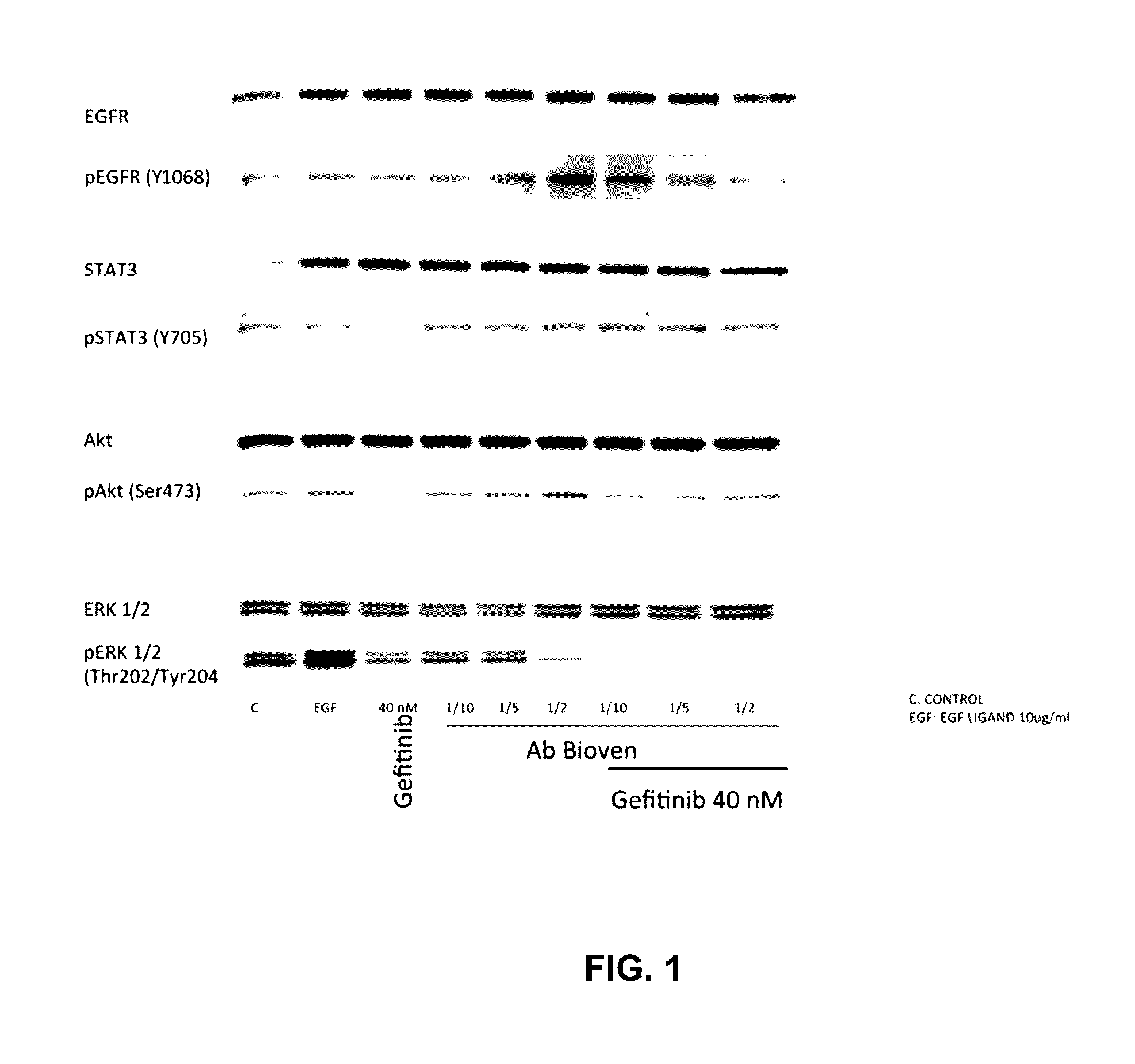 Methods and compositions for inhibition of egf/egfr pathway in combination with tyrosine kinase inhibitors