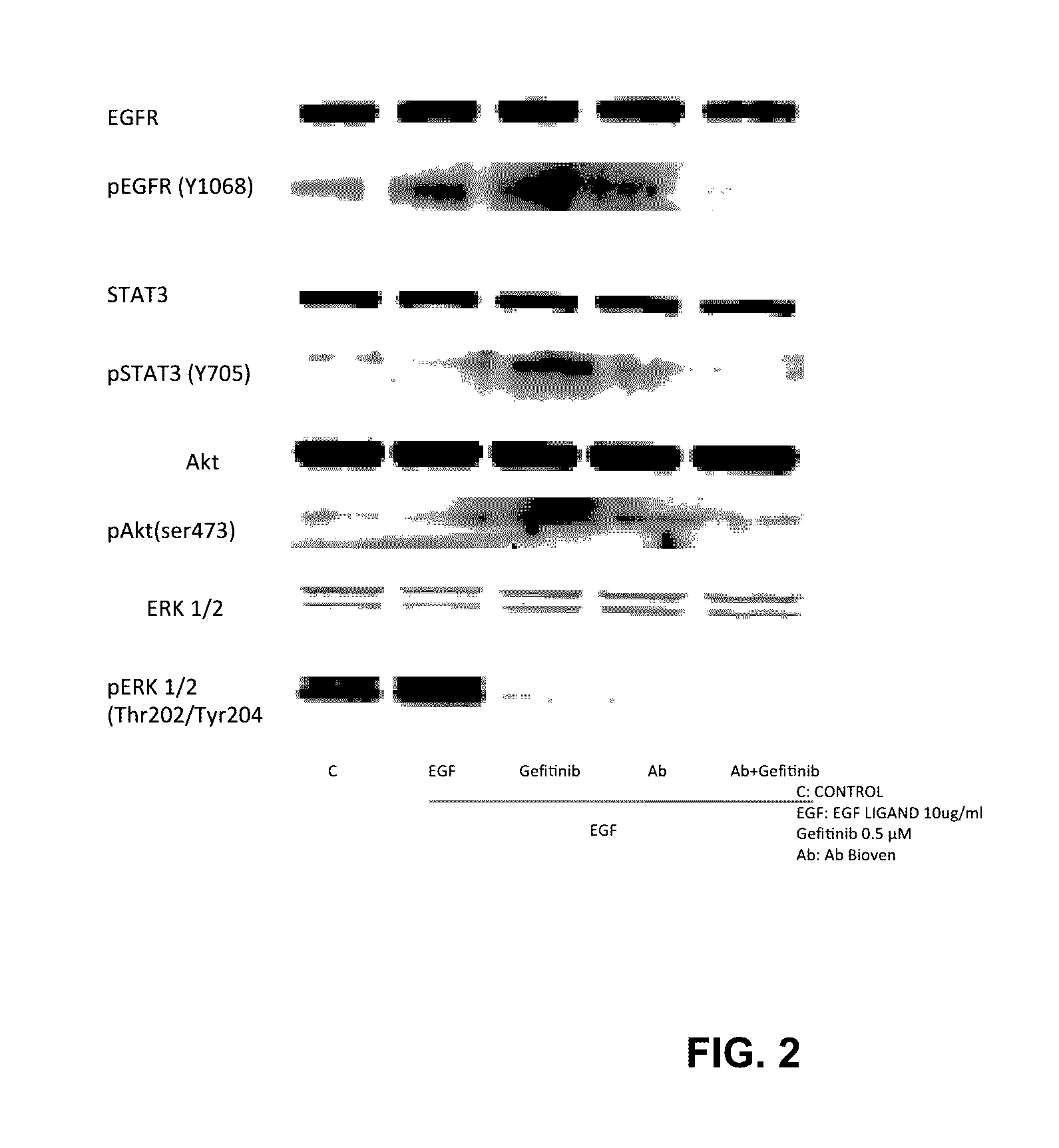 Methods and compositions for inhibition of egf/egfr pathway in combination with tyrosine kinase inhibitors