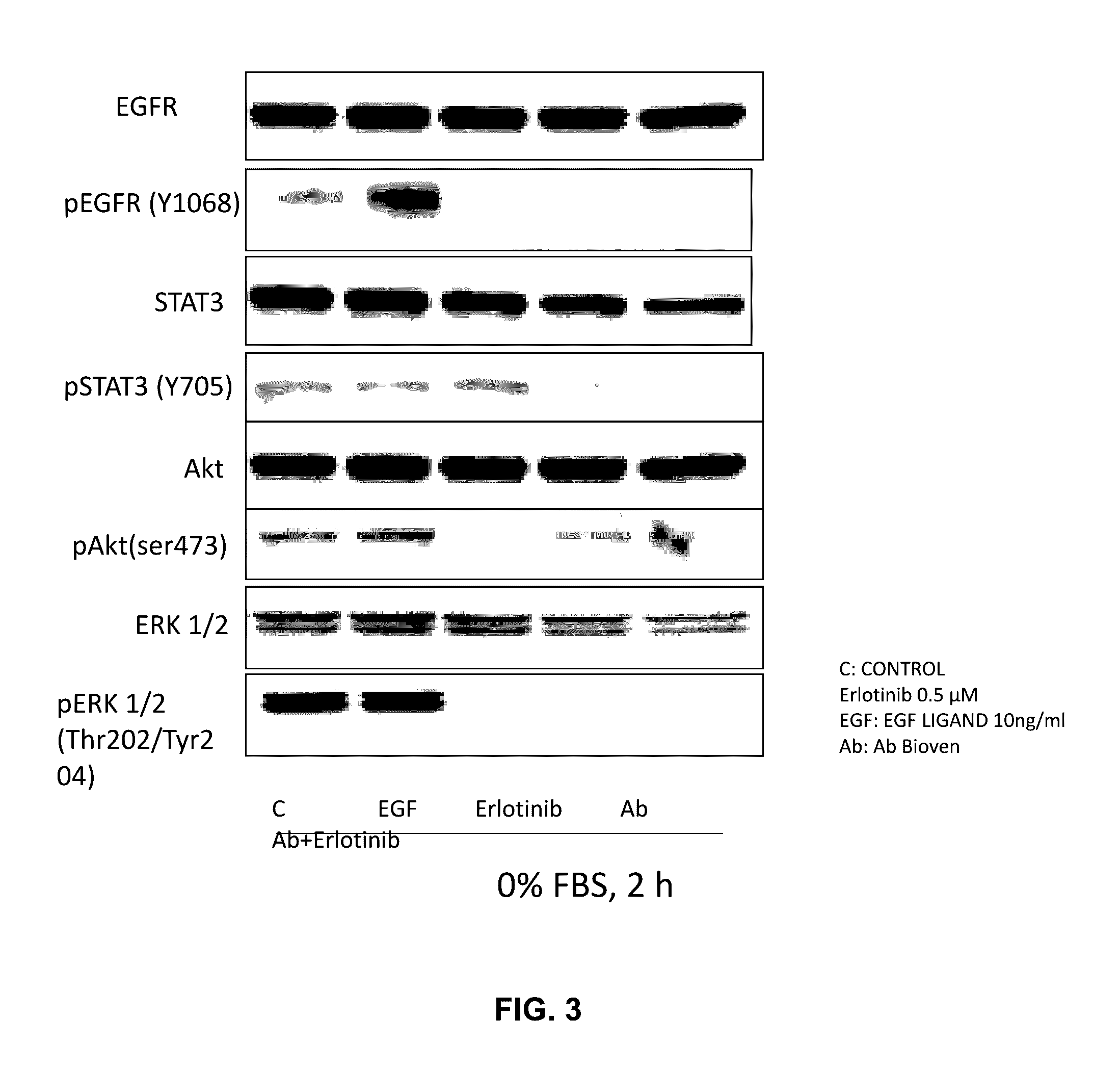 Methods and compositions for inhibition of egf/egfr pathway in combination with tyrosine kinase inhibitors