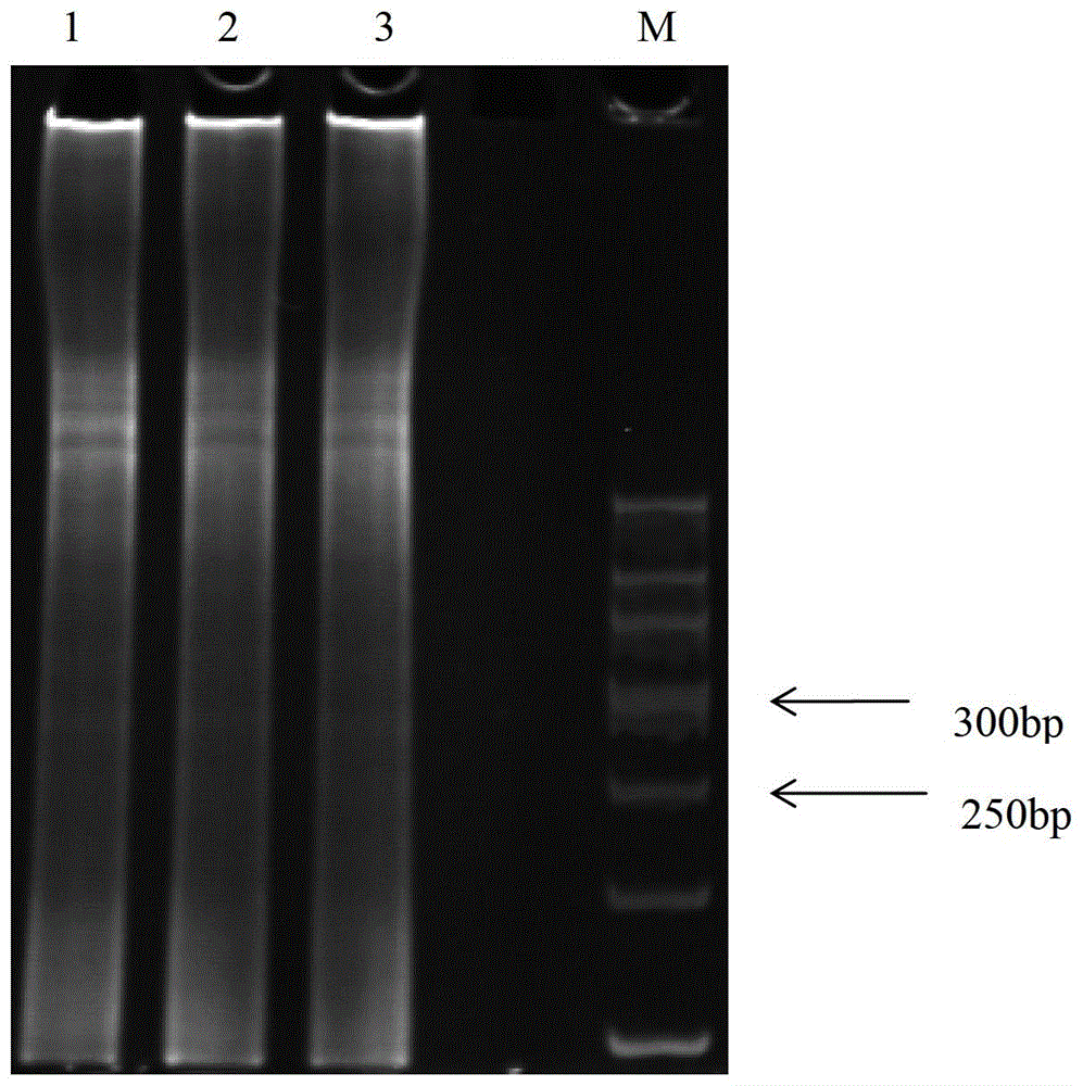 Method of constructing degradome sequencing library