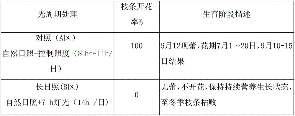 Sexual propagation method based on stachys sieboldii photoperiod characteristics and application thereof