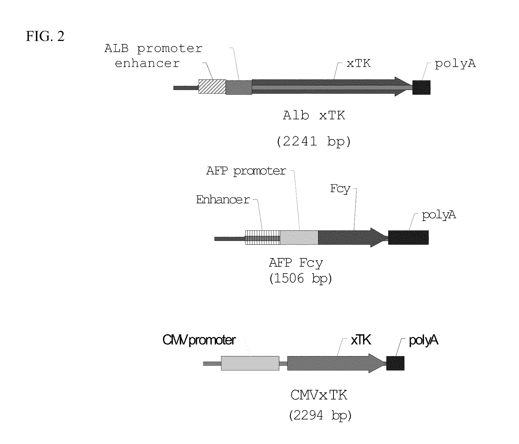 Growth of foreign cells after conditional and selective destruction of fetal host cells