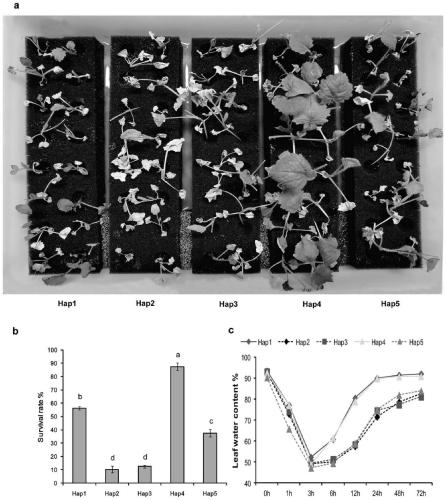 Brassica napus drought-tolerant gene, and molecular marker and application thereof