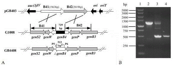 Sisomicin-producing micromonospora purpurea engineering bacterium, and construction and application thereof