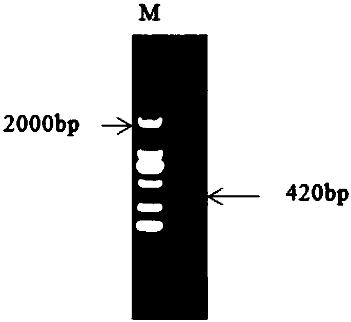 An apple snail stress-resistance-related gene trehalose synthase gene, its encoded protein and its cloning method