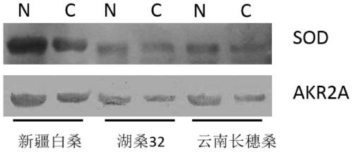 A method for detecting cold resistance of mulberry varieties