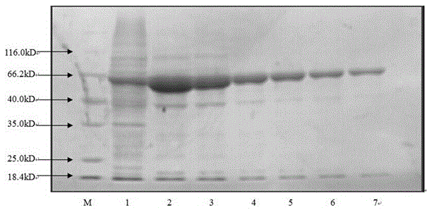 A kind of mycoplasma bovis detection test strip and preparation method thereof