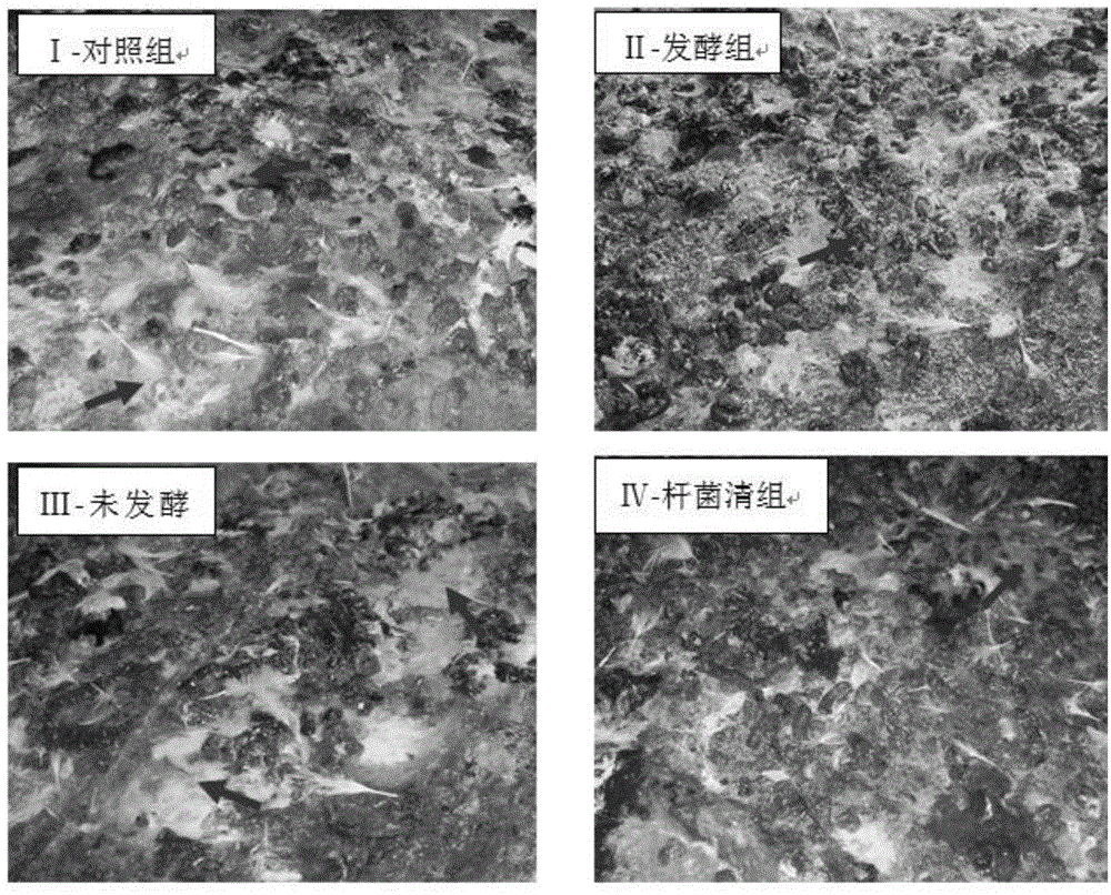 Fermented Chinese herbal preparation capable of preventing escherichia coli infection in broiler chickens and application of fermented Chinese herbal preparation