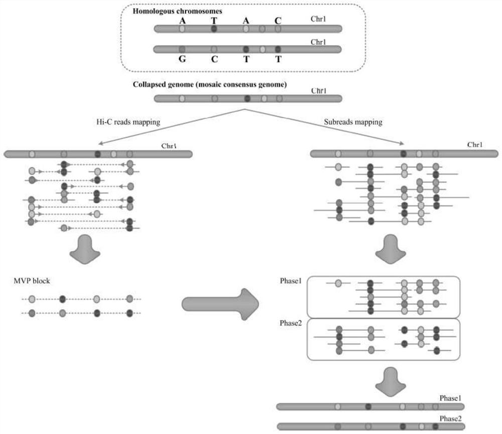 Whole genome typing method based on Pacio subreads and Hi-C reads