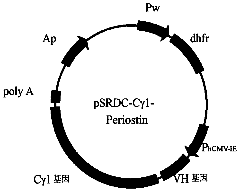 Humanized anti-Periostin monoclonal antibody as well as preparation method and application of humanized anti-Periostin monoclonal antibody