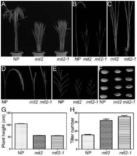 A kind of rice mit2 gene and its encoded protein and application