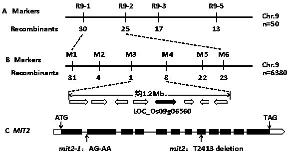 A kind of rice mit2 gene and its encoded protein and application