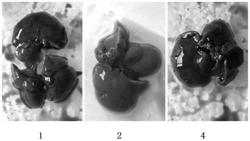 Extracellular metabolites of highly active Lactobacillus plantarum tomato juice medium and its preparation method and application