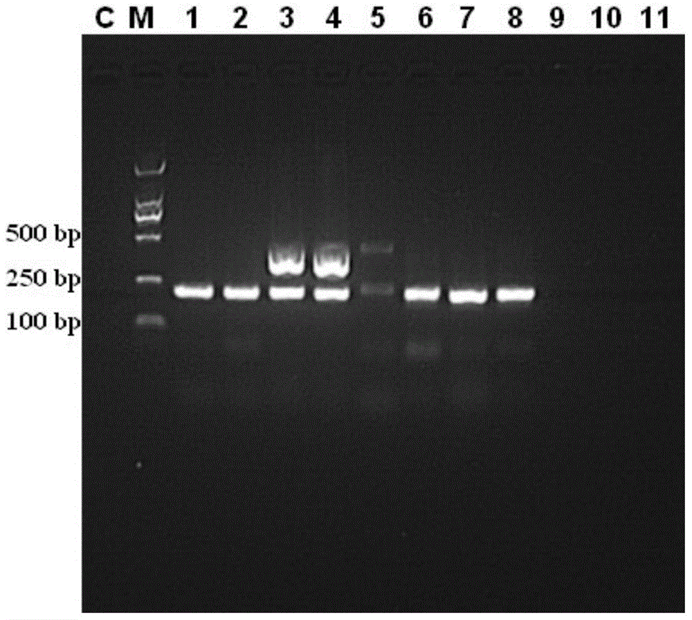 Multi-polymerase chain reaction (PCR) primer and method for identifying clouded leopard and application of primer or method in identification of clouded leopard