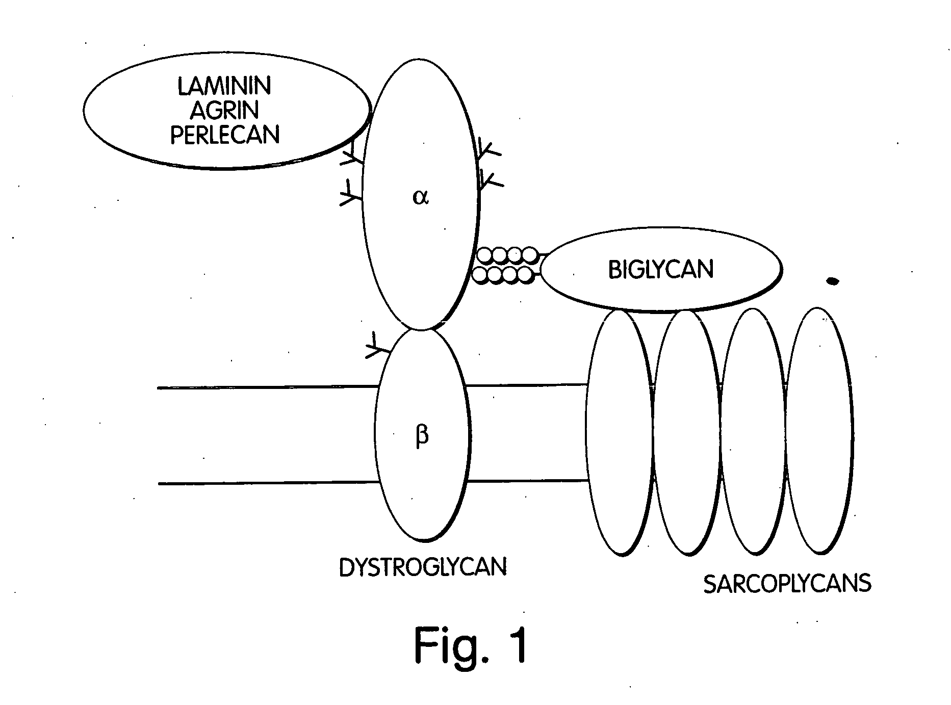 Biglycan and related therapeutics and methods of use