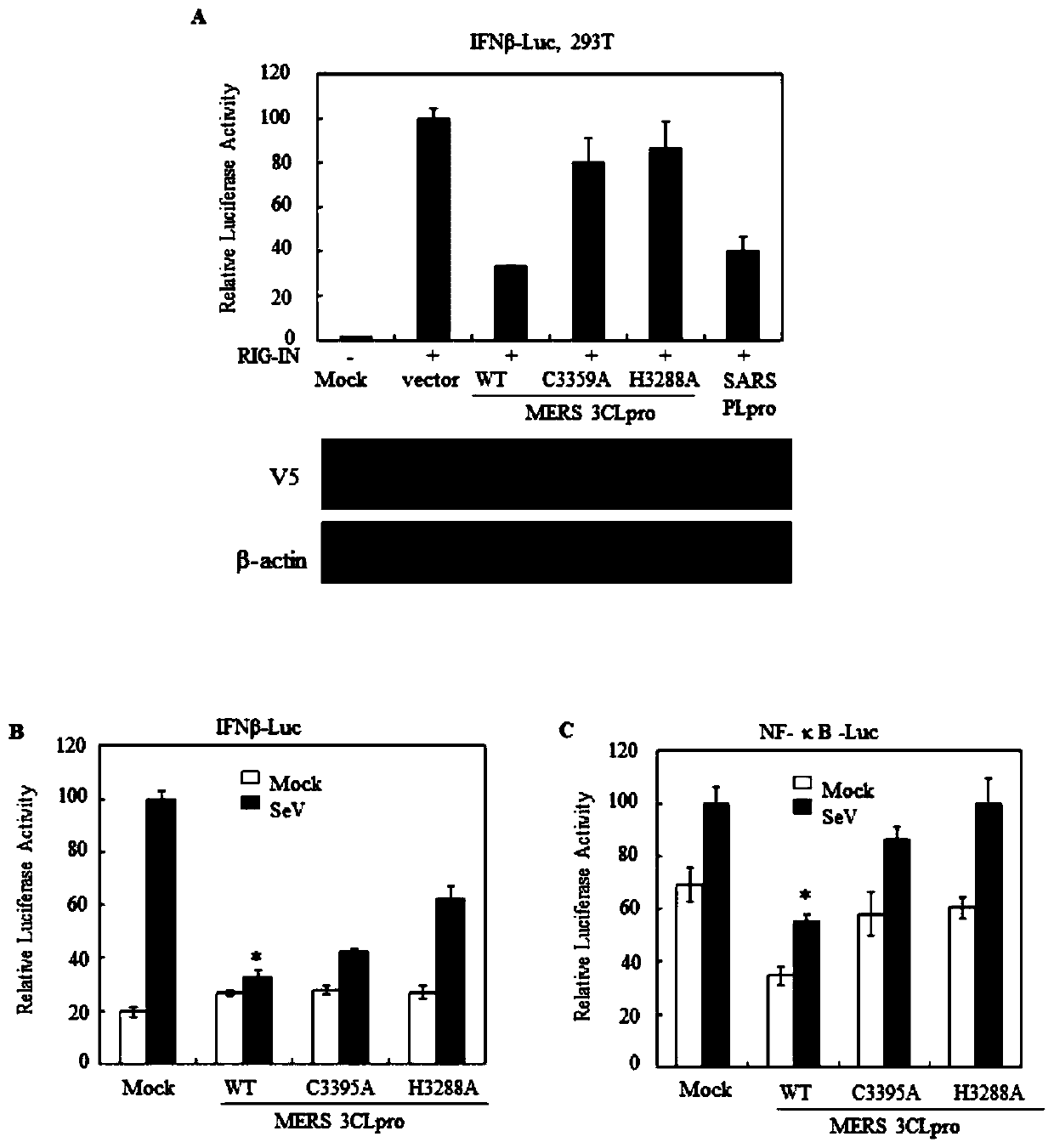 Application of MERS-CoV 3CLpro (Middle East respiratory syndrome coronavirus 3C-like protease) as deubiquitinating enzyme and interferon inhibitor