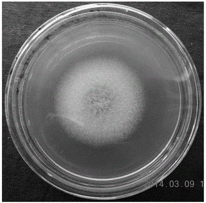 Aspergillus fumigatus strain TMS-26 for producing taxol