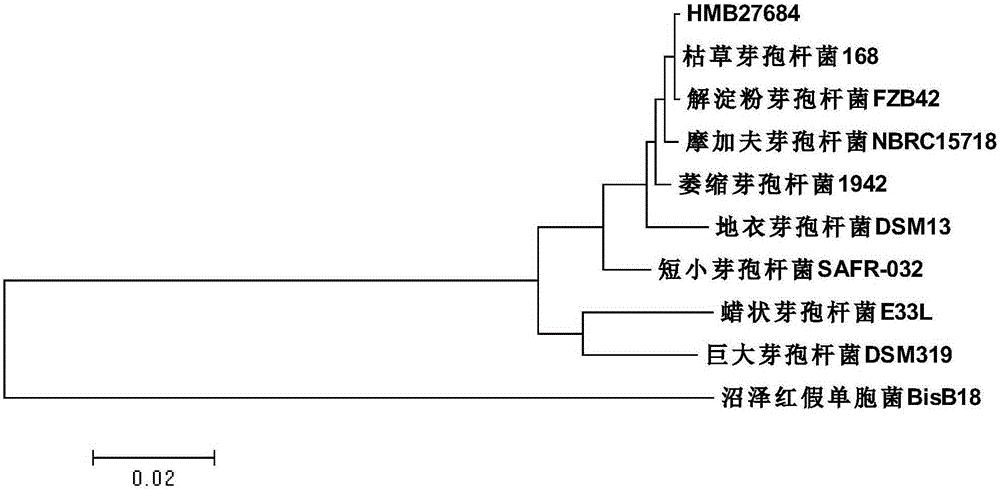 Bacillus amyloliquefaciens strain for control of crop greensickness and microbial agent thereof