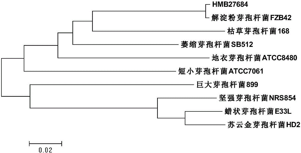 Bacillus amyloliquefaciens strain for control of crop greensickness and microbial agent thereof