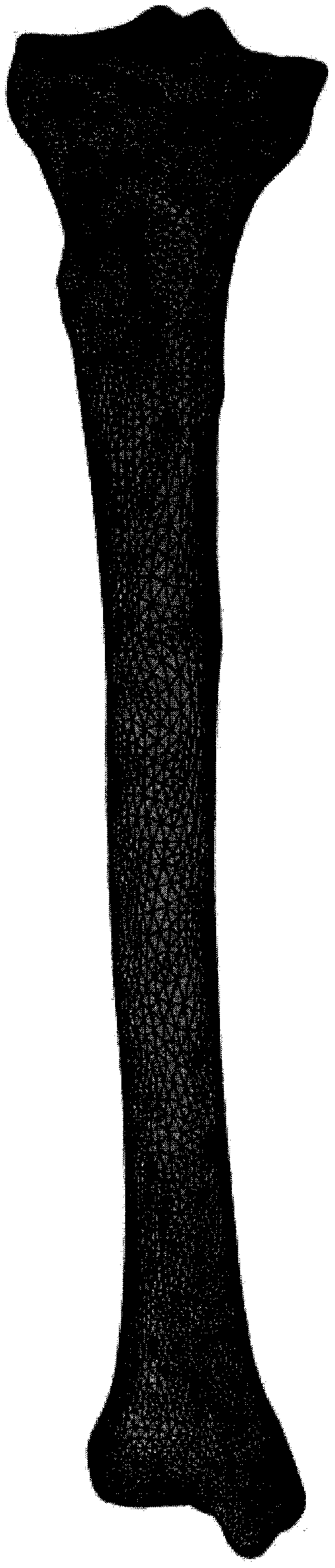 Method for carrying out human skeleton three-dimensional modeling by utilizing CT image