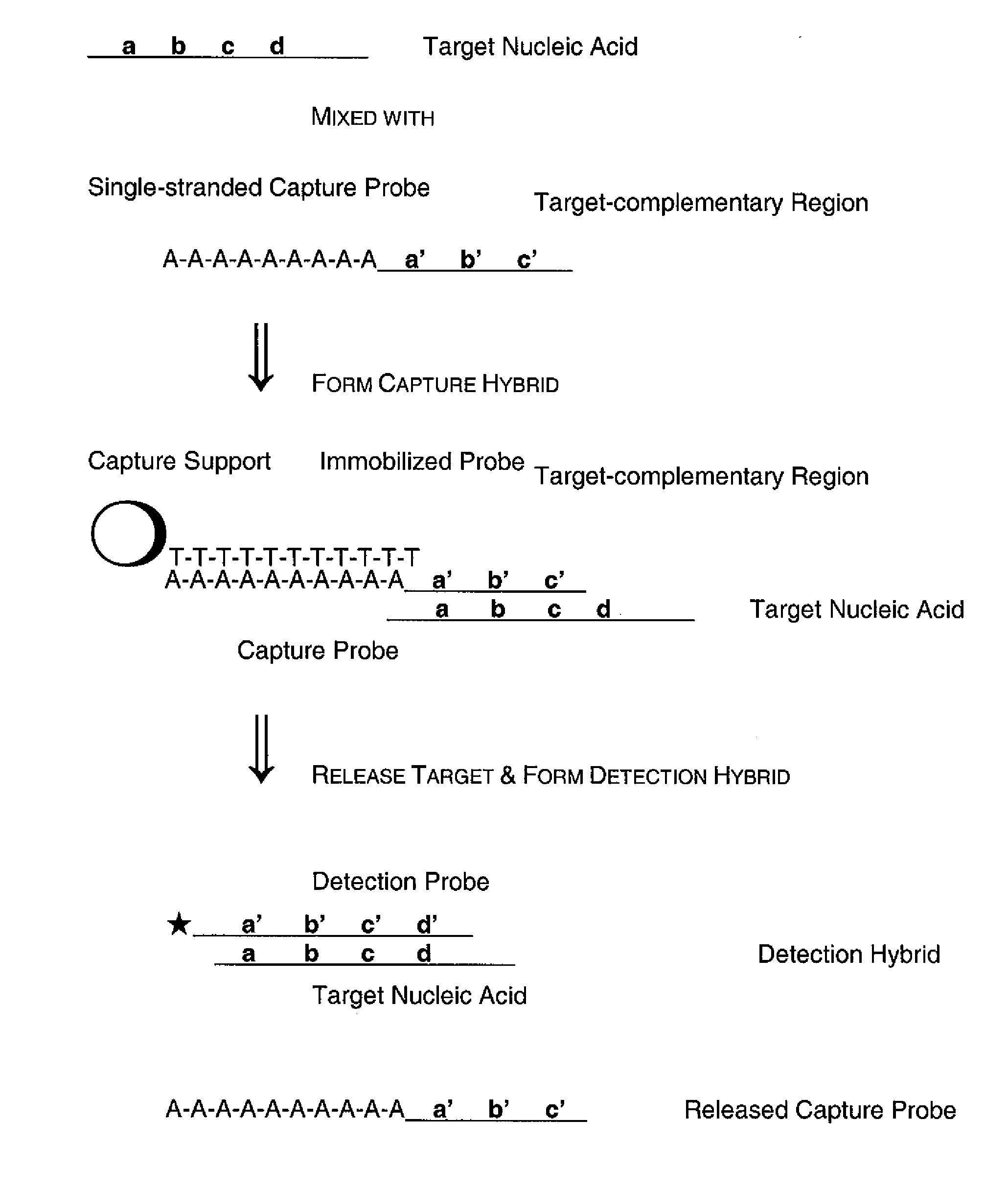 Methods and Compositions to Detect Nucleic Acids in a Biological Sample