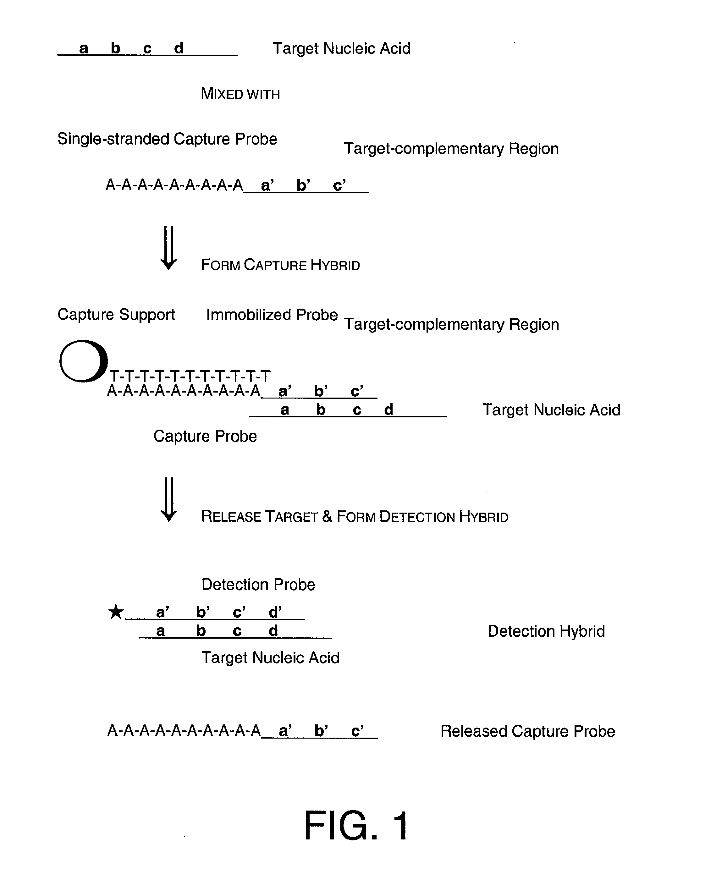 Methods and Compositions to Detect Nucleic Acids in a Biological Sample