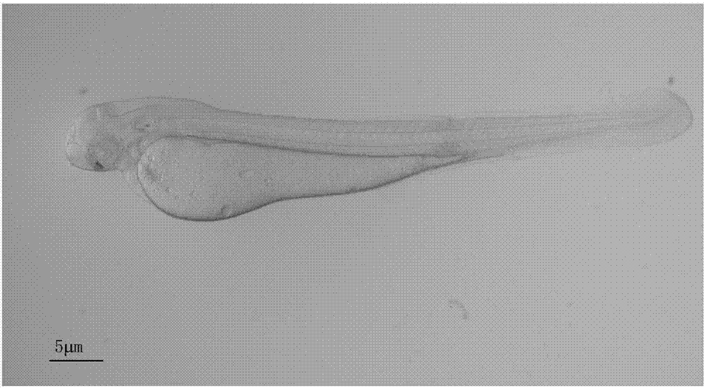 Method of inducing grass carp gynogenesis through fancy carp sperms and application gynogenesis grass carp