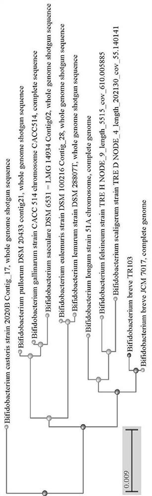 Bifidobacterium breve and application thereof