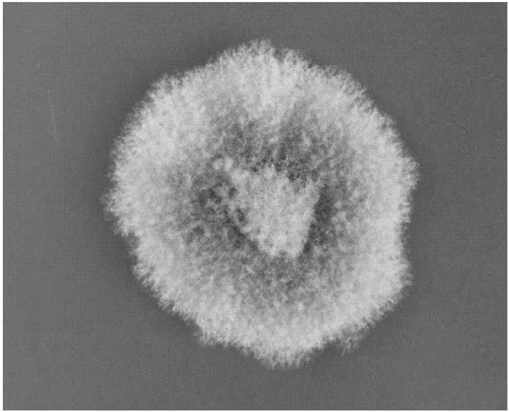 A pezicula sp. SC1337 strain, and a method of preparing trisaccharide ester derivatives by utilizing the strain