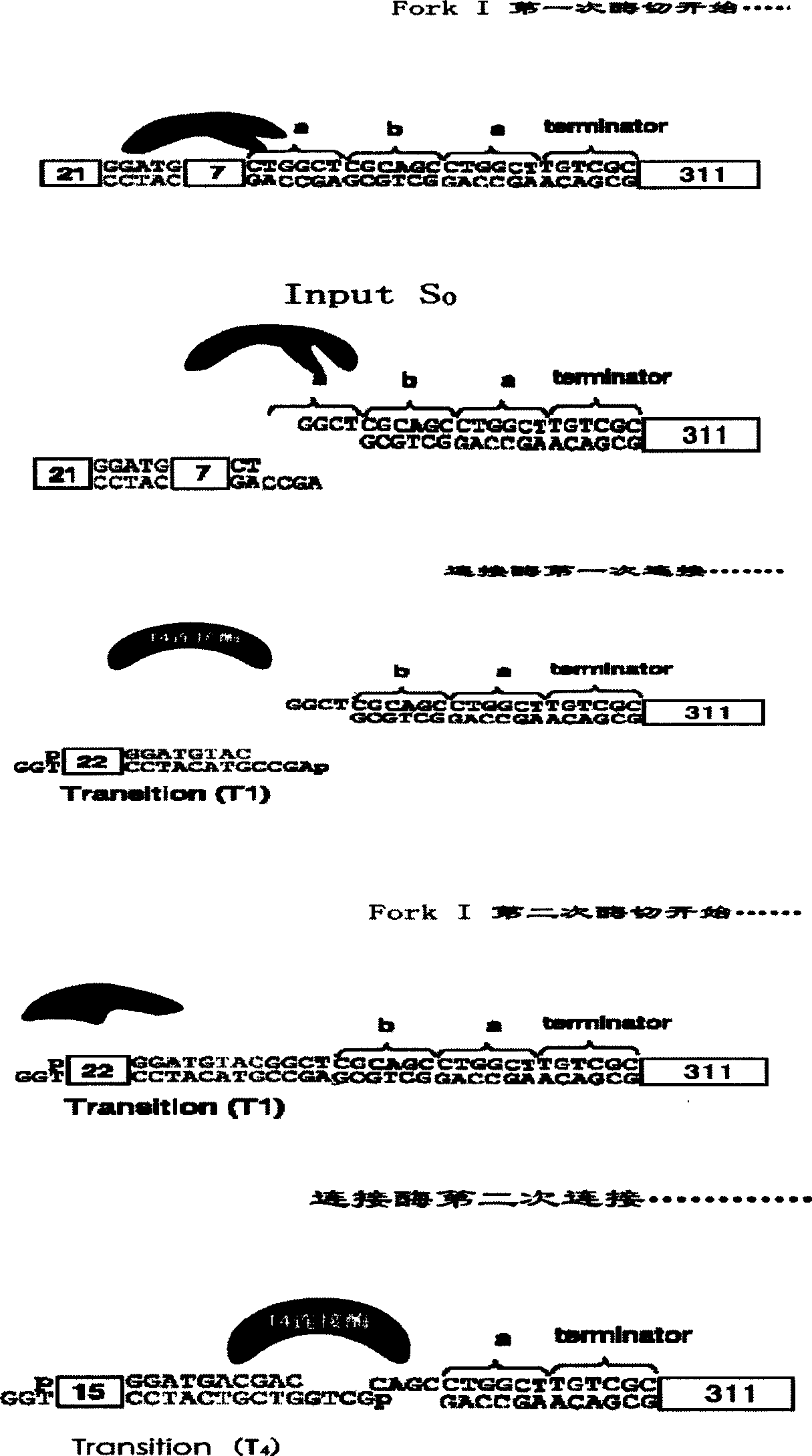 Method for detecting sequence of double chain DNA based on procedure of DNA automaton