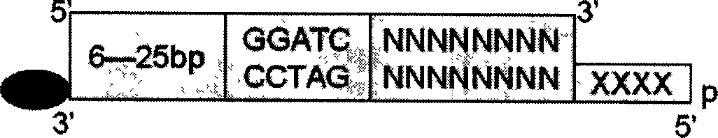 Method for detecting sequence of double chain DNA based on procedure of DNA automaton