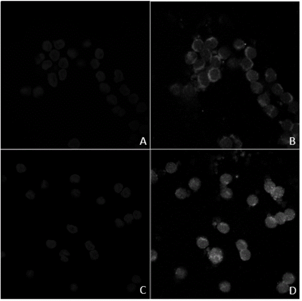 Preparation method and application of K562 cell strain for stably expressing human cytomegalovirus pp65 protein in nucleus