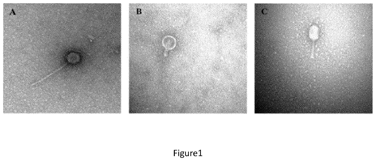 Cocktail compositions comprising respiratory antibacterial phages and methods of use thereof