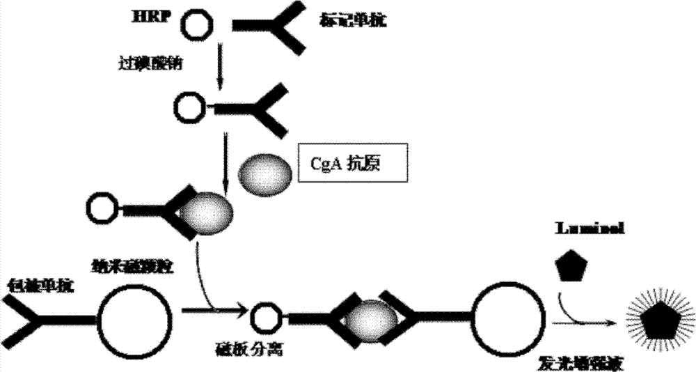 Chromogranin A chemiluminescence immunoassay reagent kit and preparation method thereof