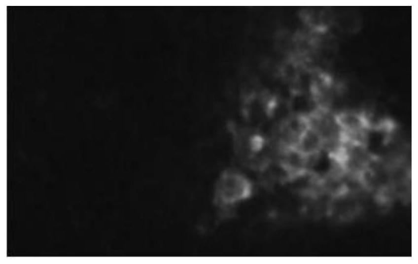 Deer-derived bovine viral diarrhea inactivated vaccine and preparation method thereof