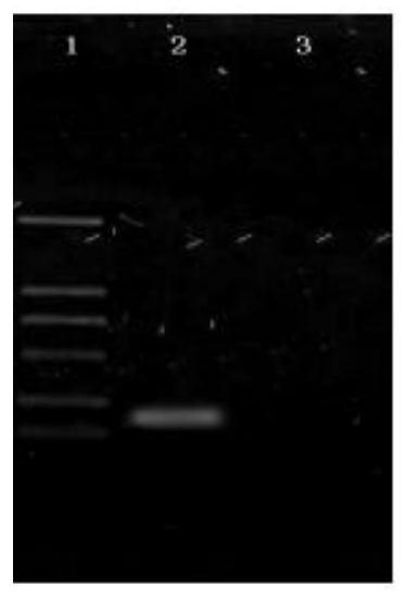 Deer-derived bovine viral diarrhea inactivated vaccine and preparation method thereof