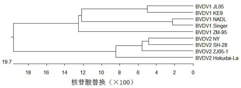 Deer-derived bovine viral diarrhea inactivated vaccine and preparation method thereof