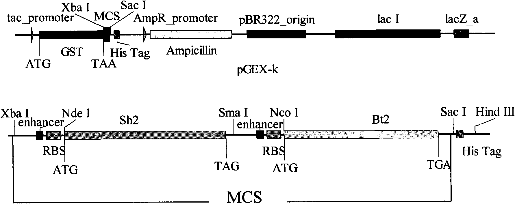 ADP-glucose pyrophosphorylase mutant, encoding genes thereof and application of same two