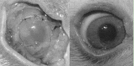 A kind of preparation method of tissue engineered cornea