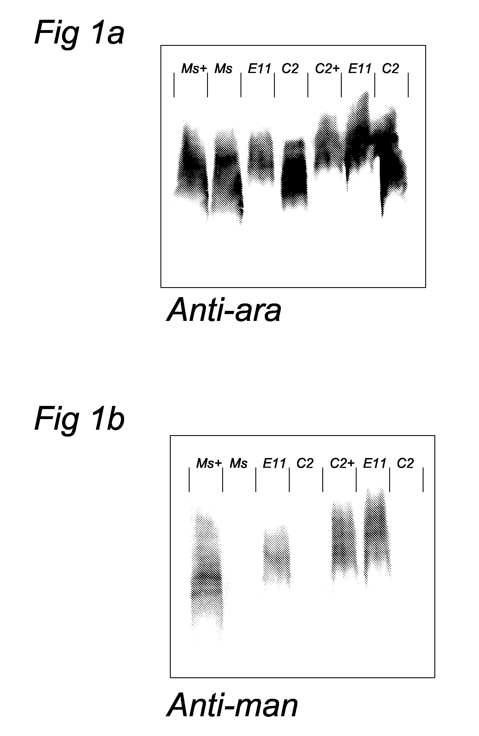 Mycobacteria with Mannose Cap-Deficient Lipoarabinomannan