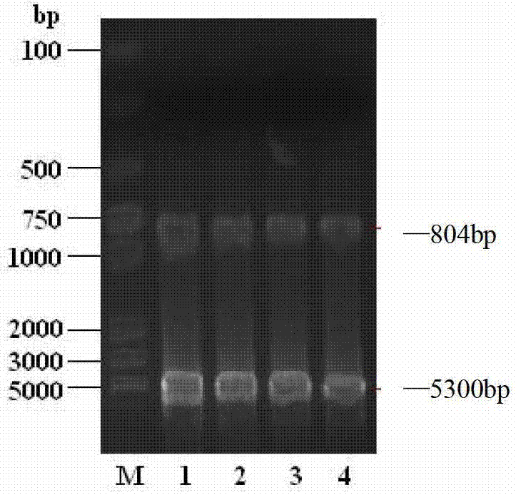 A blocking ELISA method for detecting avian hepatitis E virus specific antibodies