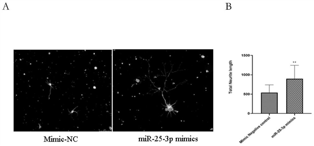 miR-25-3p, application and application method thereof