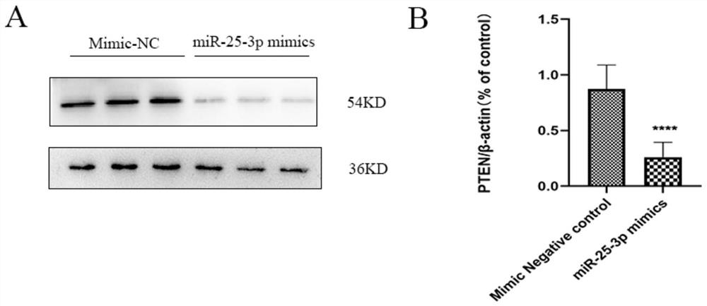 miR-25-3p, application and application method thereof