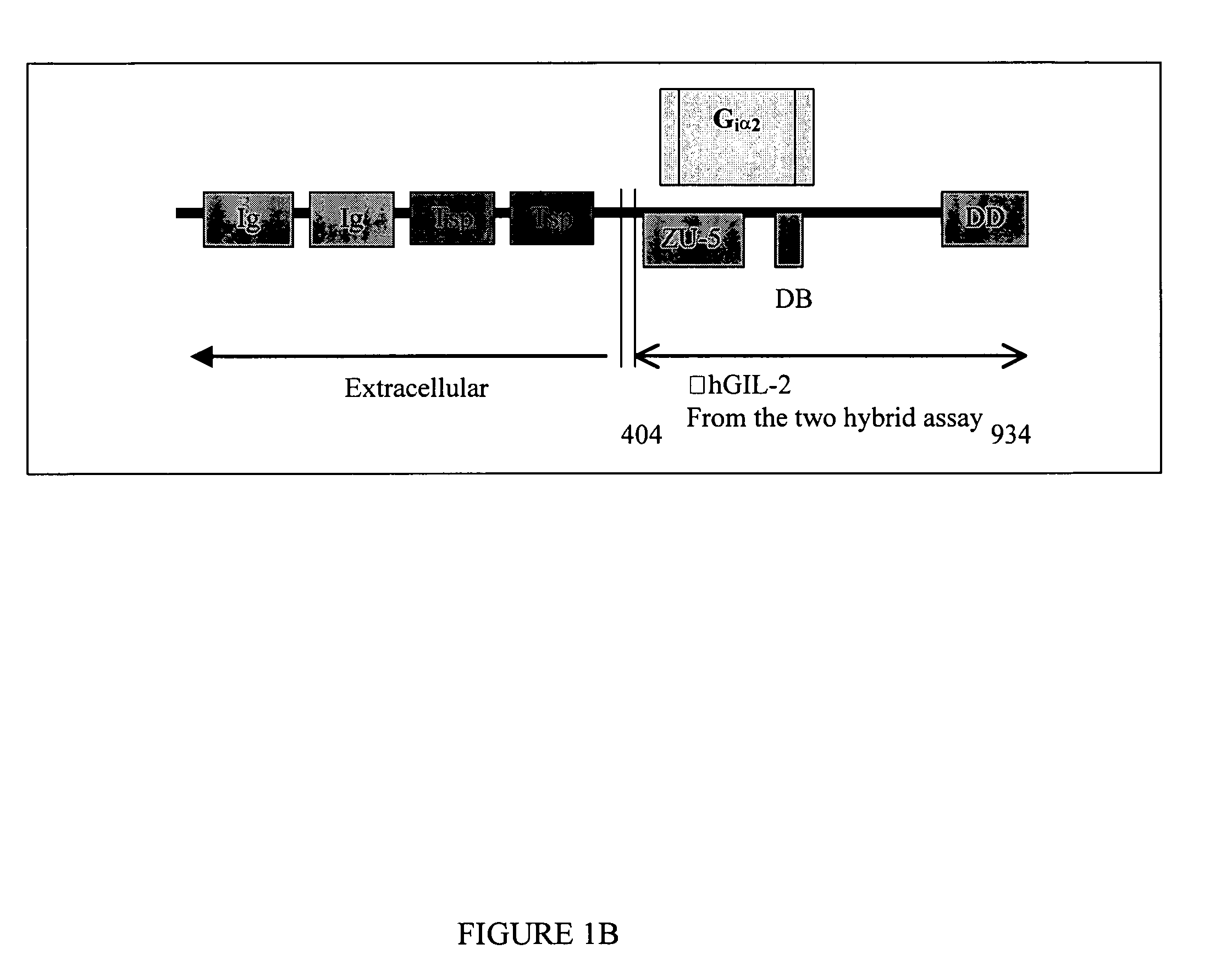 Netrin compositions and methods of using the same