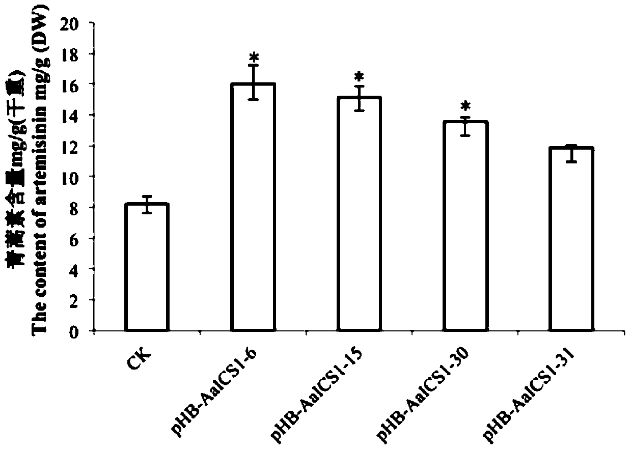 Method for increasing artemisinin content in Artemisia annua by transfecting ics1 gene