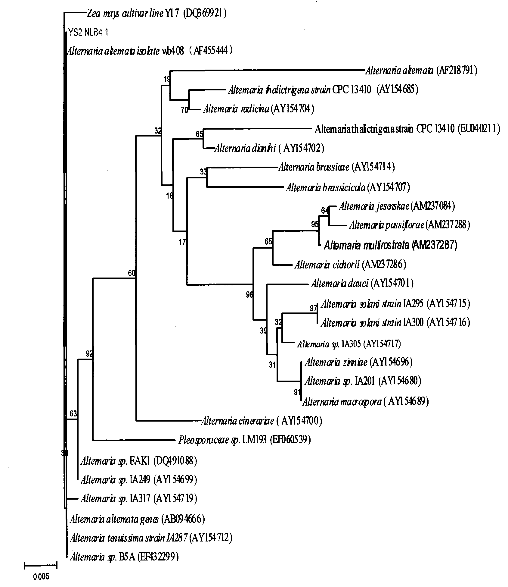 Method for preparing ginsenoside Rg3 from alternaria alternata YS-2 and fermented ginseng stem-leaf total saponin thereof