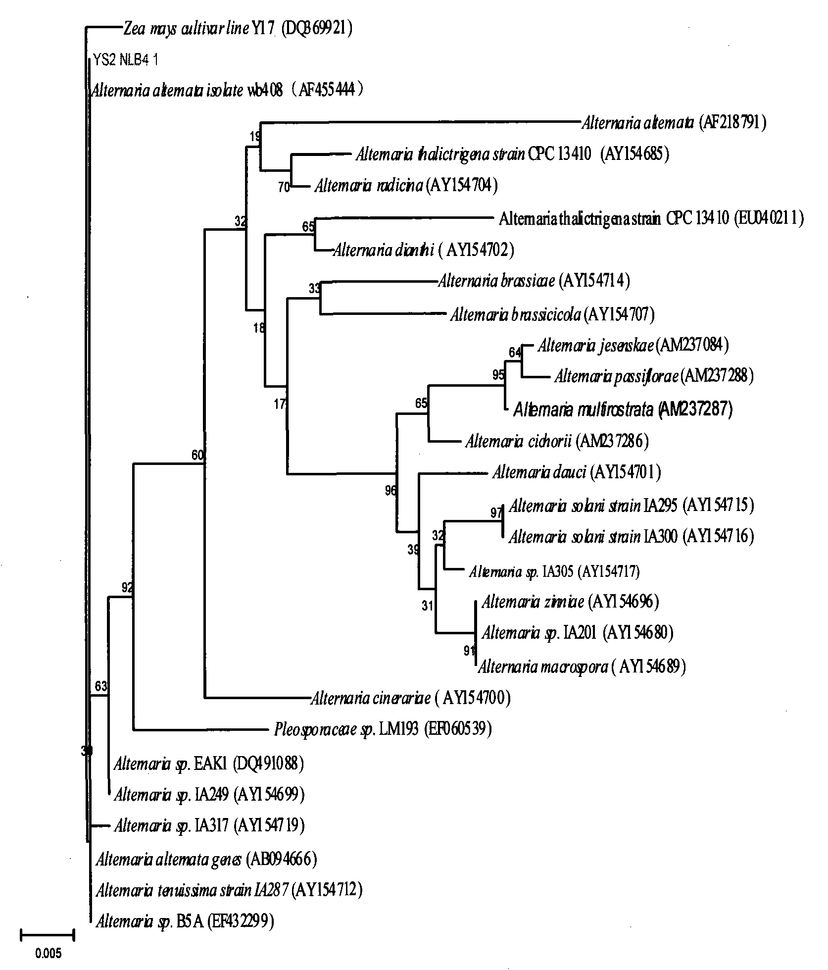 Method for preparing ginsenoside Rg3 from alternaria alternata YS-2 and fermented ginseng stem-leaf total saponin thereof