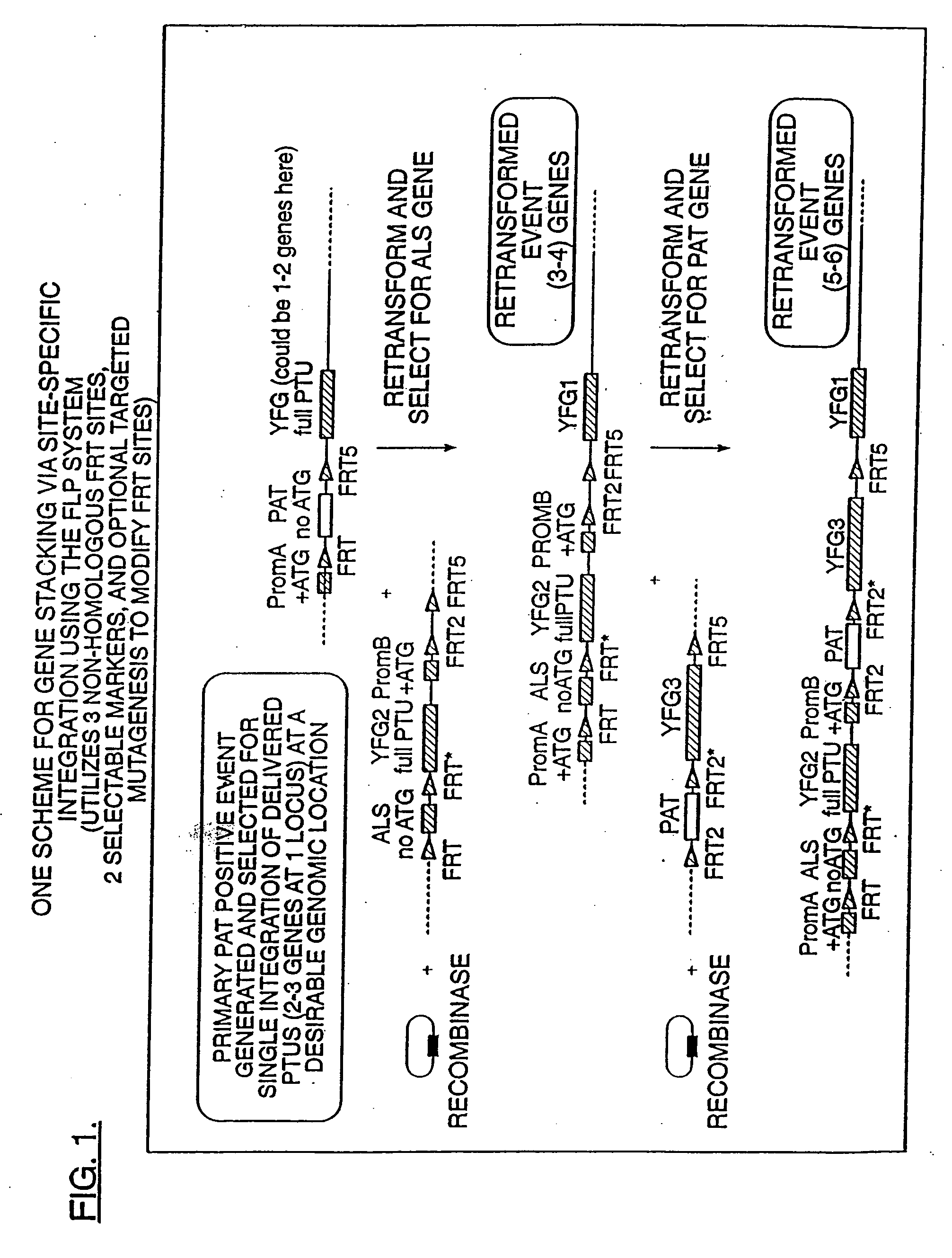 Compositions and methods for genetic modification of plants